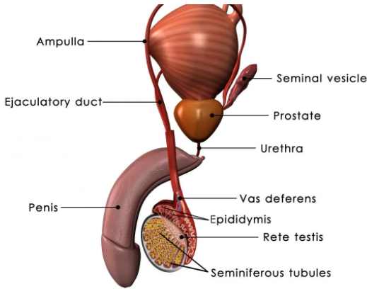 Urologist in Meerut